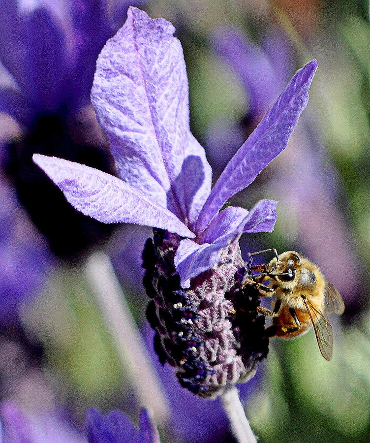 Bee in the Lavender Photograph by AJ  Schibig