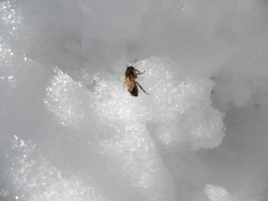 White Snow Photograph - Bee in the Snow by Kate Gallagher