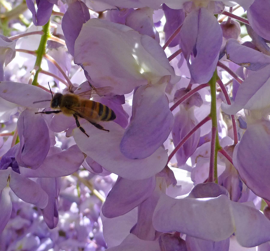 Bee in Wisteria Photograph by Claudia Goodell