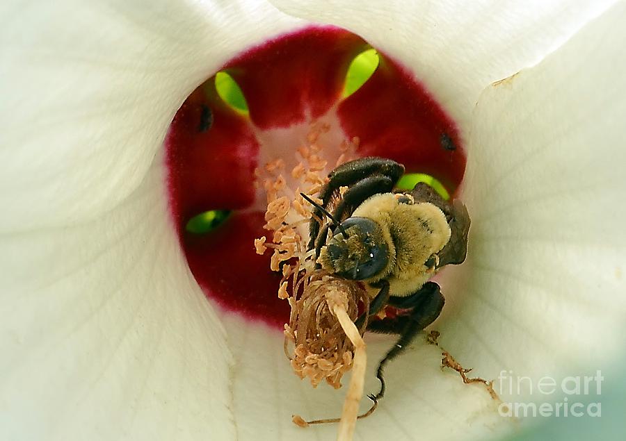 Bee Inside A Flower Photograph by Kathy Baccari