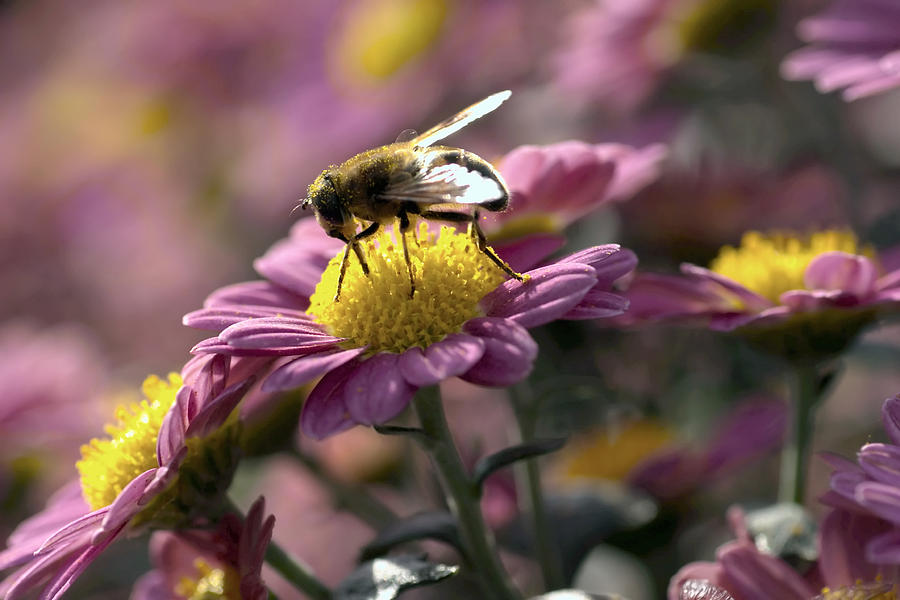 Bee Photograph by Jennifer Richards - Fine Art America