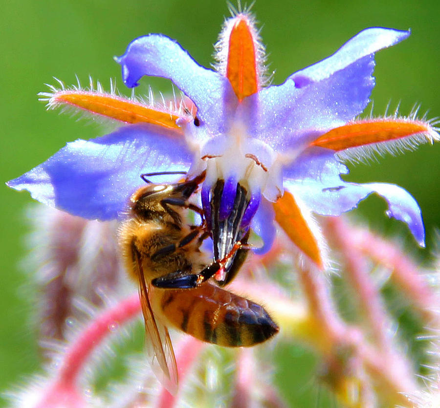 Bee Photograph by Jim McCullaugh