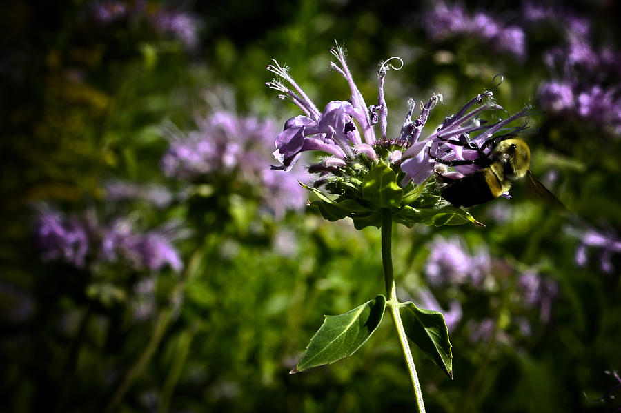 Bee Photograph by Joel Loftus