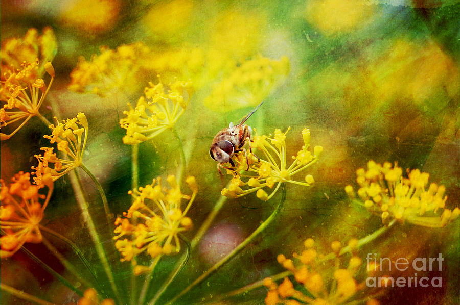 Nature Photograph - Bee by Justyna Jaszke JBJart