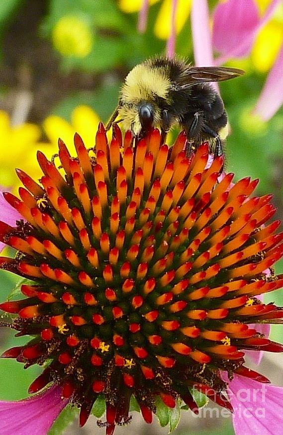 Bee Keeper Of The Flower Photograph by Susan Garren