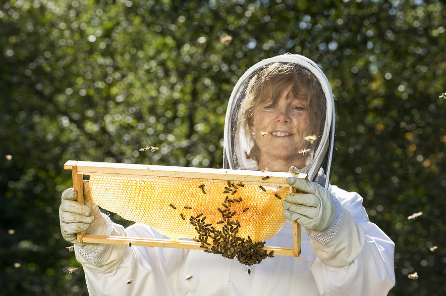 Bee Keeper Working with Bee Hives Photograph by Yellow Dog Productions
