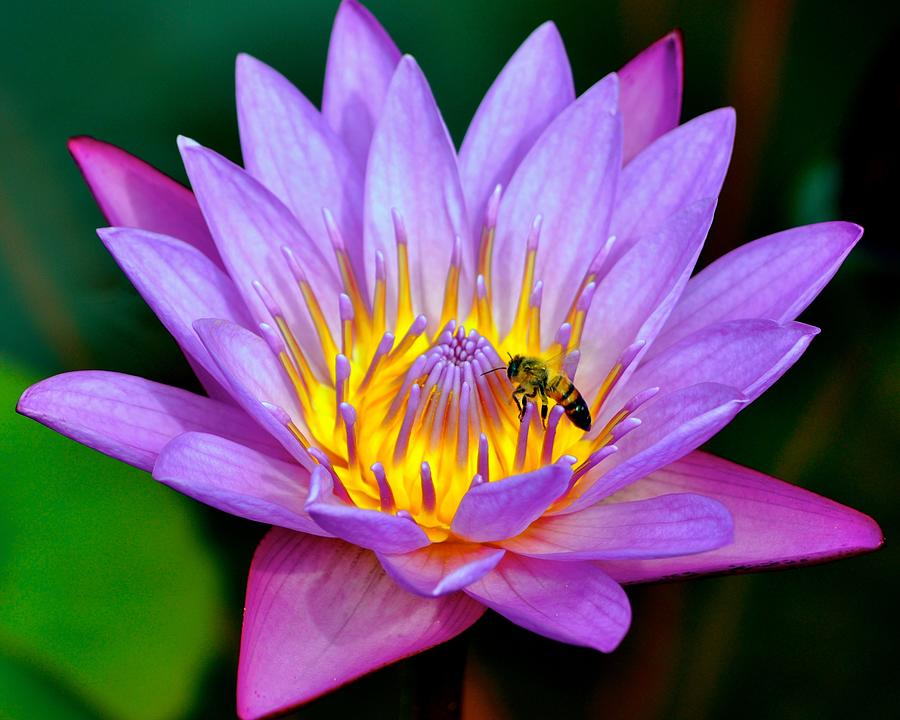 Beautiful Bee and Water Lily by Kristina Deane Beautiful Bee and Water Lily by Kristina Deane