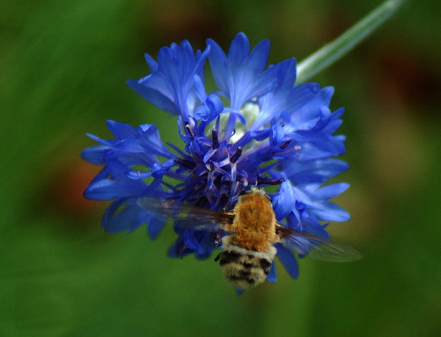 Bee Photograph by Leticia Latocki