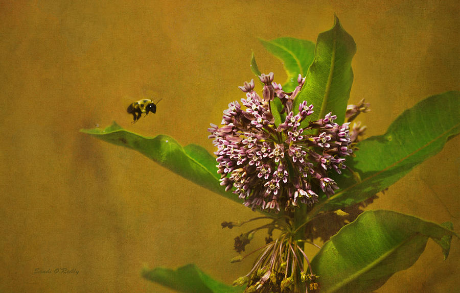 Flowers Still Life Photograph - Bee Line by Sandi OReilly
