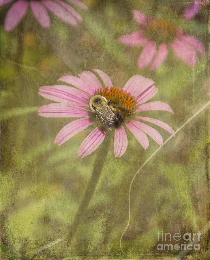 Daisy Photograph - Bee Lovely by Arlene Carmel
