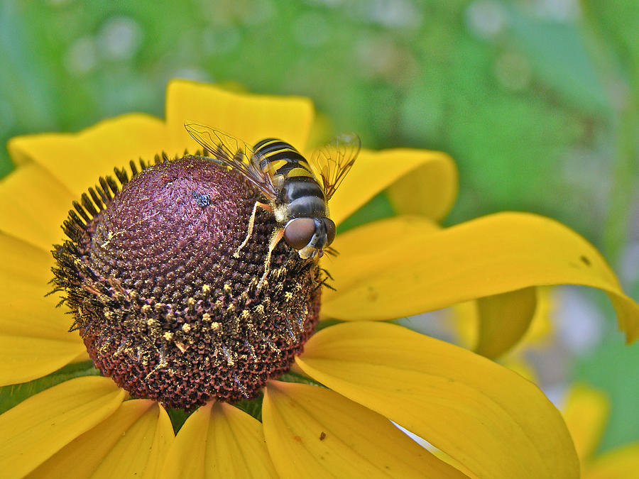 Bee Mimic on Black-Eyed Susan - Hover Fly Photograph by Carol Senske