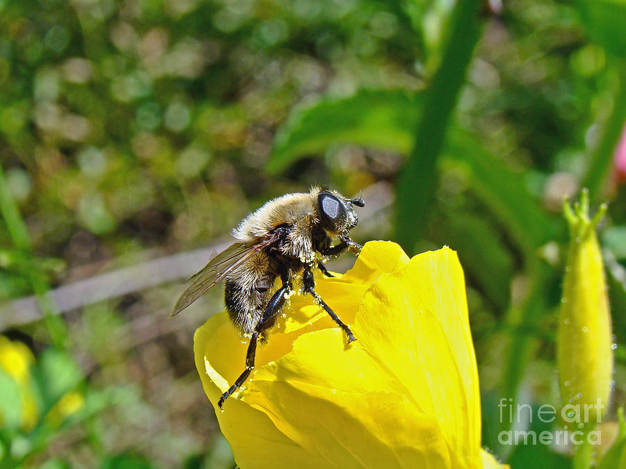 Nature Photograph - Bee Mimic on Primrose by Carol Senske