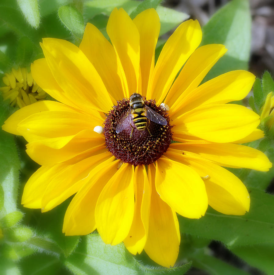 Daisy Photograph - Bee Mine-2 by Charles Feagans