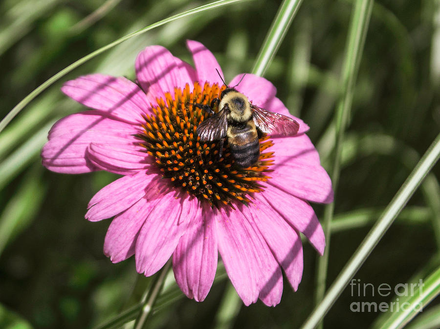 Bee Mine Photograph by Arlene Carmel