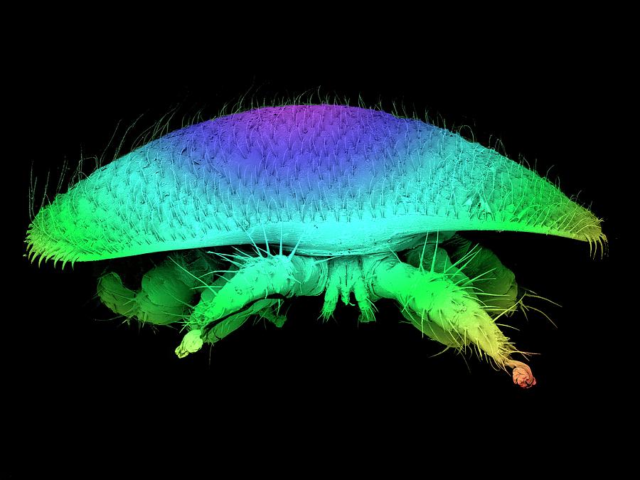 Bee Mite Photograph by Kevin Mackenzie / University Of Aberdeen / Science Photo Library