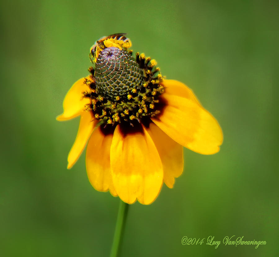 Bee My Coneflower Photograph by Lucy VanSwearingen