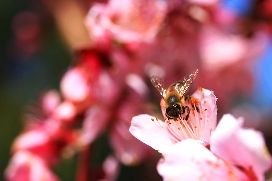 Bee Photograph - Bee Nectar by Veronica Vandenburg Bee Photograph - Bee Nectar by Veronica Vandenburg