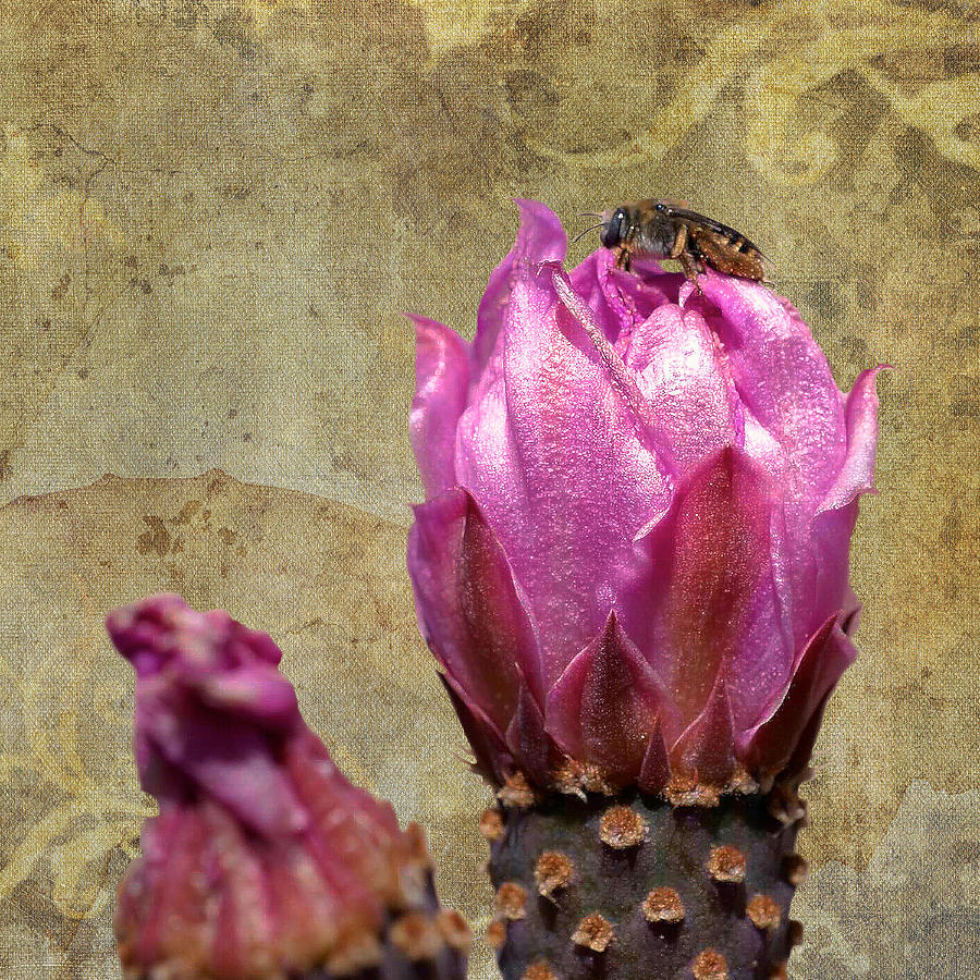 Bee on a Beavertail Cactus Photograph by Sandra Selle Rodriguez