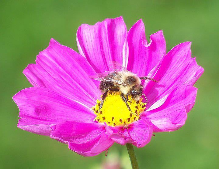 Bee On A Cosmos Photograph by Lynne Miller - Fine Art America