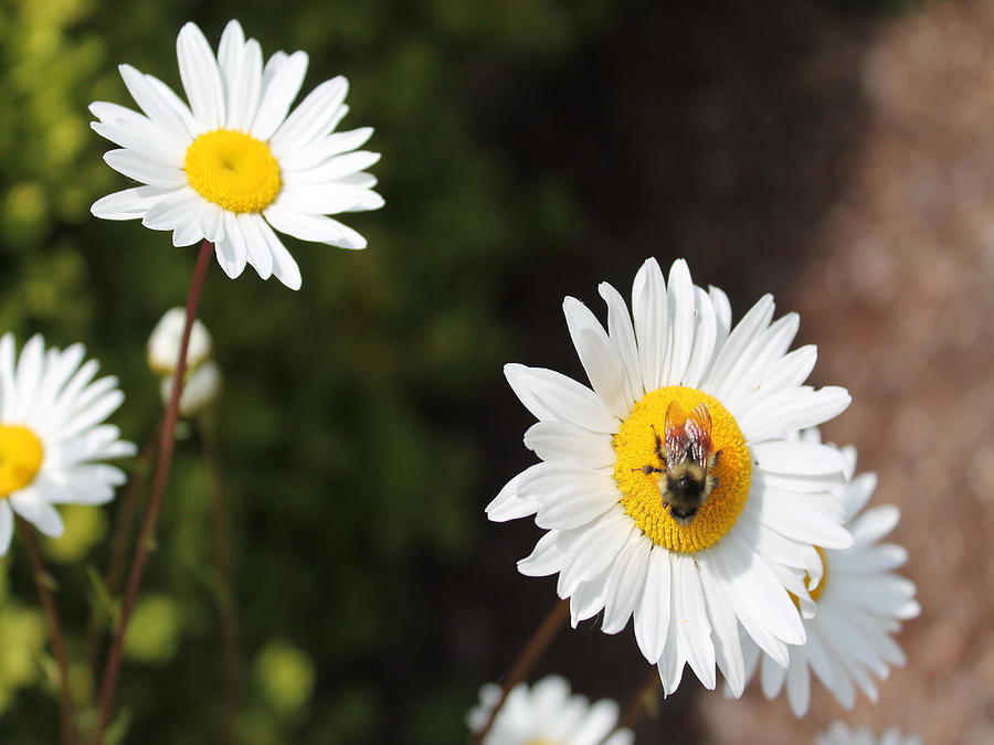 Bee on a Daisy 2 Photograph by Cathy Anderson