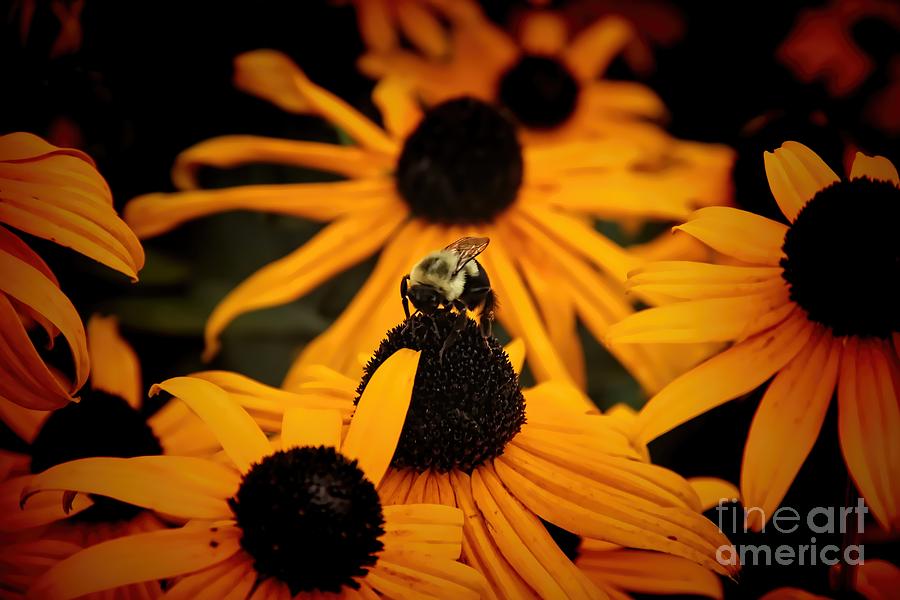 Bee on a Daisy Photograph by Jim Lepard