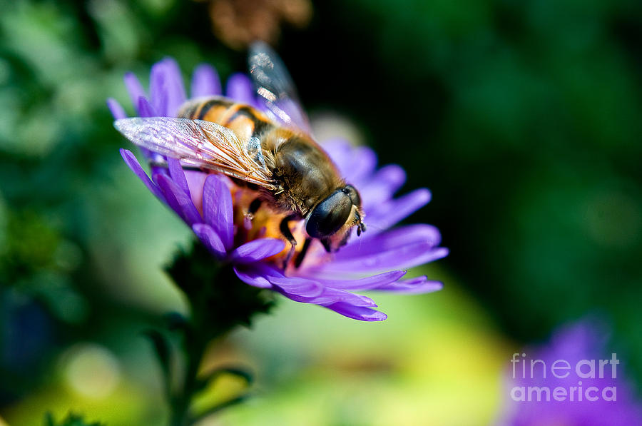 Bee On A Flower Photograph by Terry Elniski