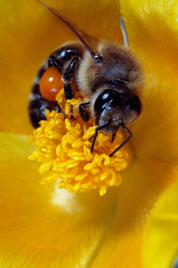 Bee on a horned poppy Photograph by Paul Cowan