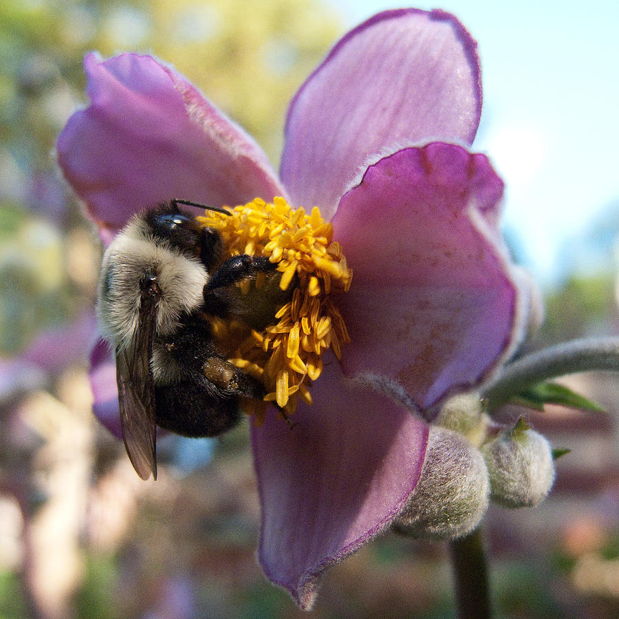 Bee on a Japanese Anemone in Central Park Photograph by Robert