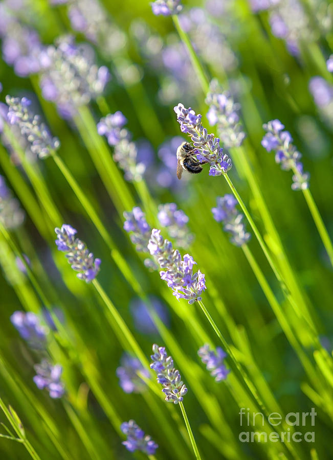Summer Photograph - Bee on a Lavender Flower by Diane Diederich