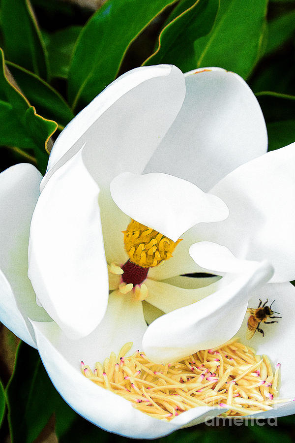 Magnolia Movie Photograph - Bee On A Magnolia by Jeanette Brown
