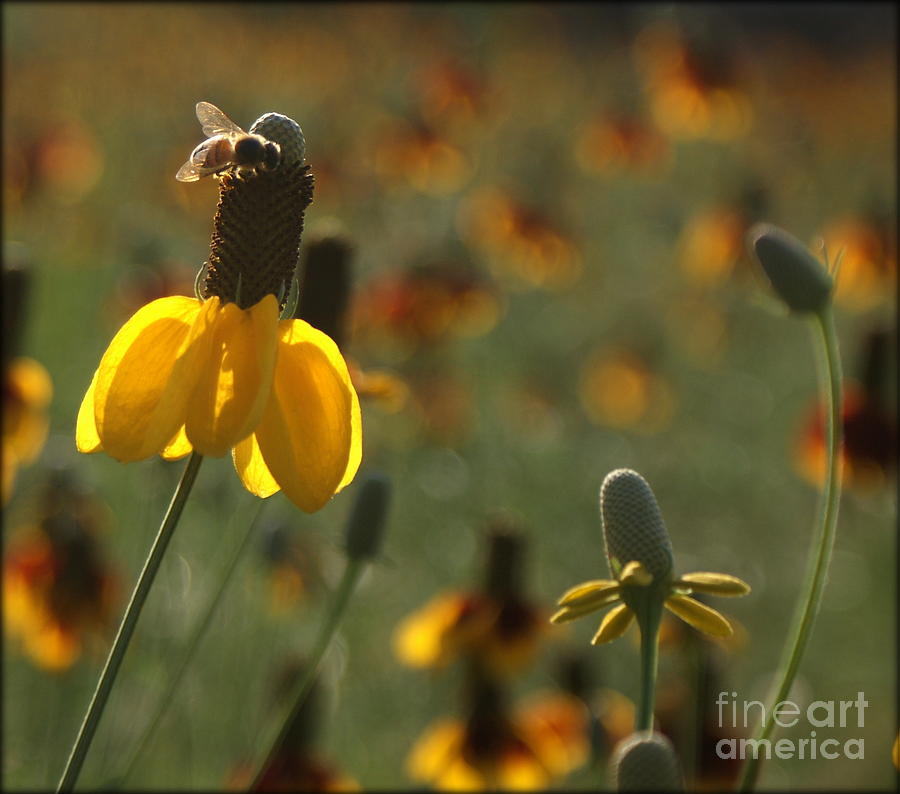 Bee on a Mexican Hat  Photograph by Kim Yarbrough