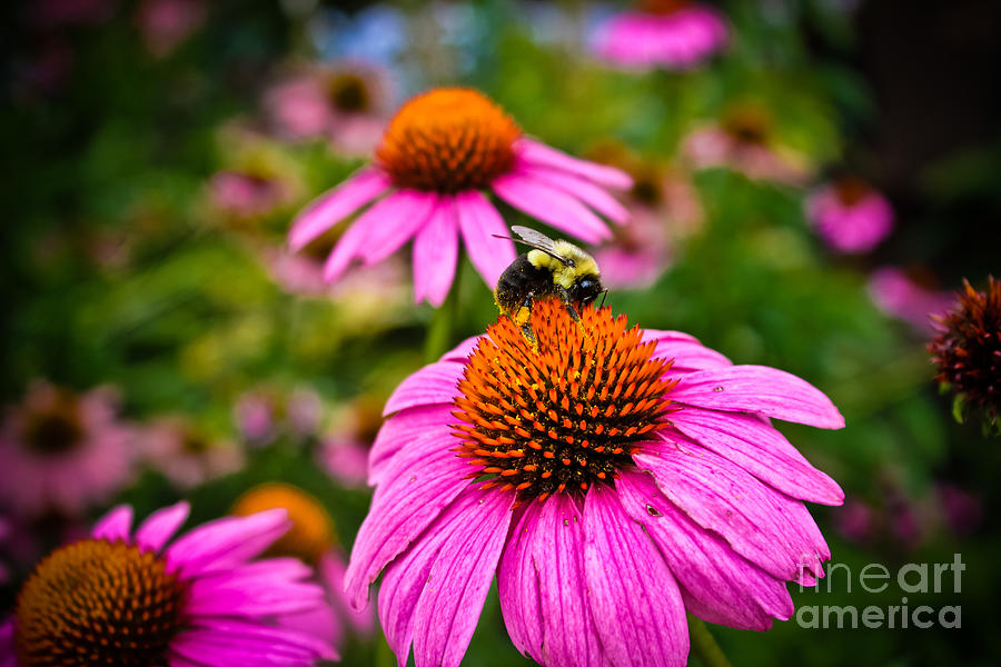 Bee on a Pink Flower Photograph by Colleen Kammerer