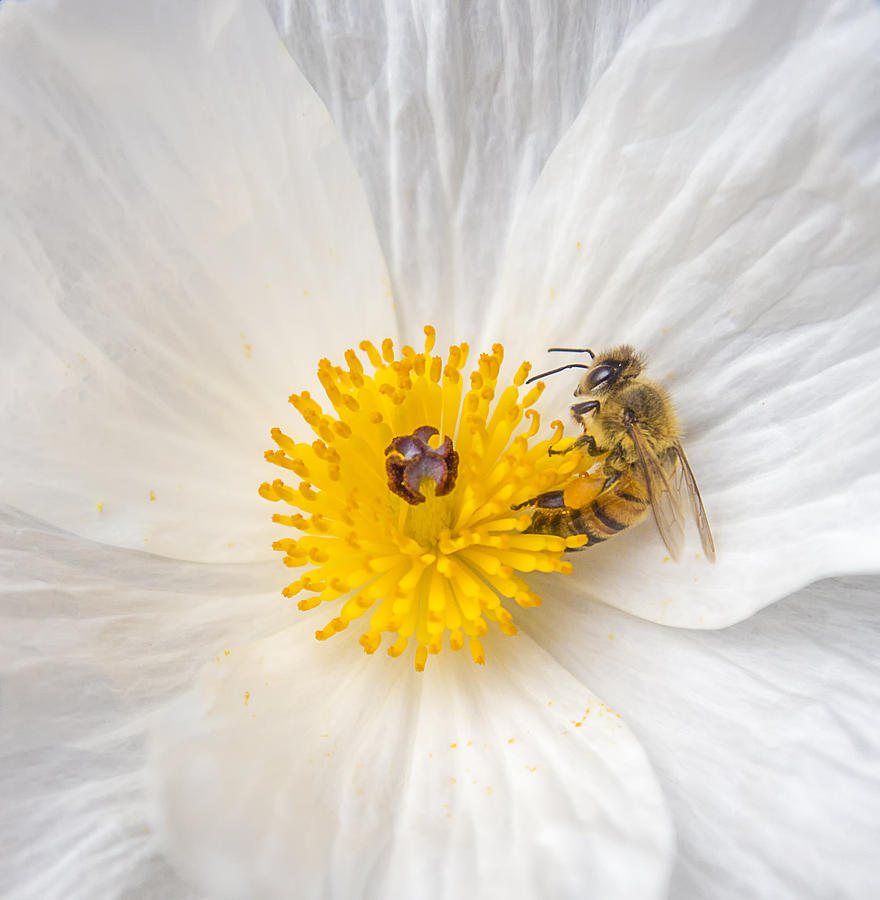 Bee On A Poppy Photograph by Leigh Anne Meeks