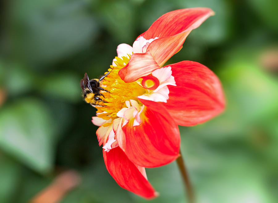 Bee On A Red And Yellow Flower Photograph by Mark Alder