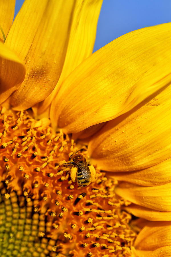 Bee on a Sunflower Photograph by Ronda Kimbrow