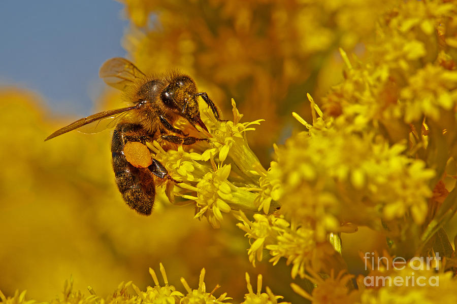 Bee on a yellow flower Photograph by Nick  Biemans