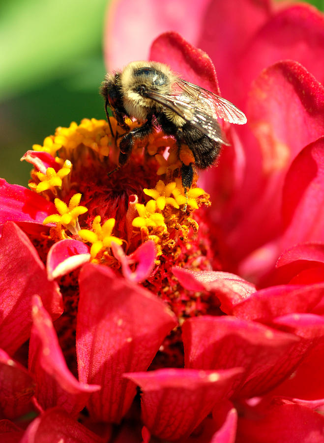 Bee On A Zinnia Flower Photograph By Optical Playground By Mp Ray