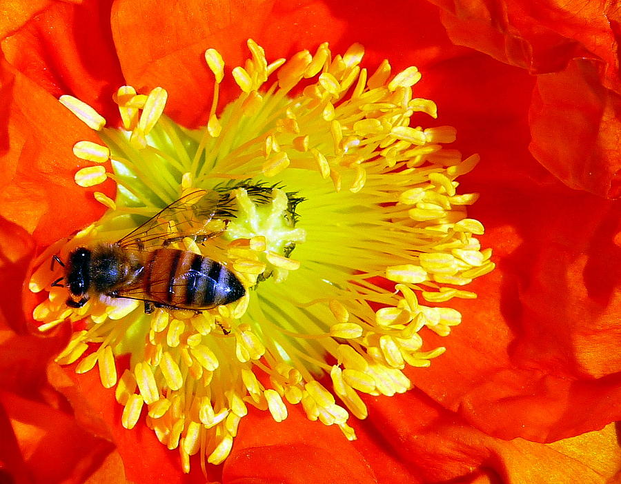 Bee On Bloom Photograph by Jeff Lowe