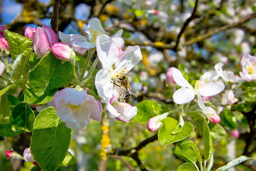 Bee on blossom tree in spring Photograph by Brch Photography