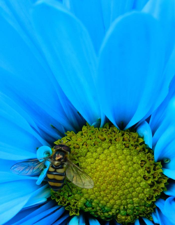 Bee on blue daisy Photograph by Gallery Of Hope 