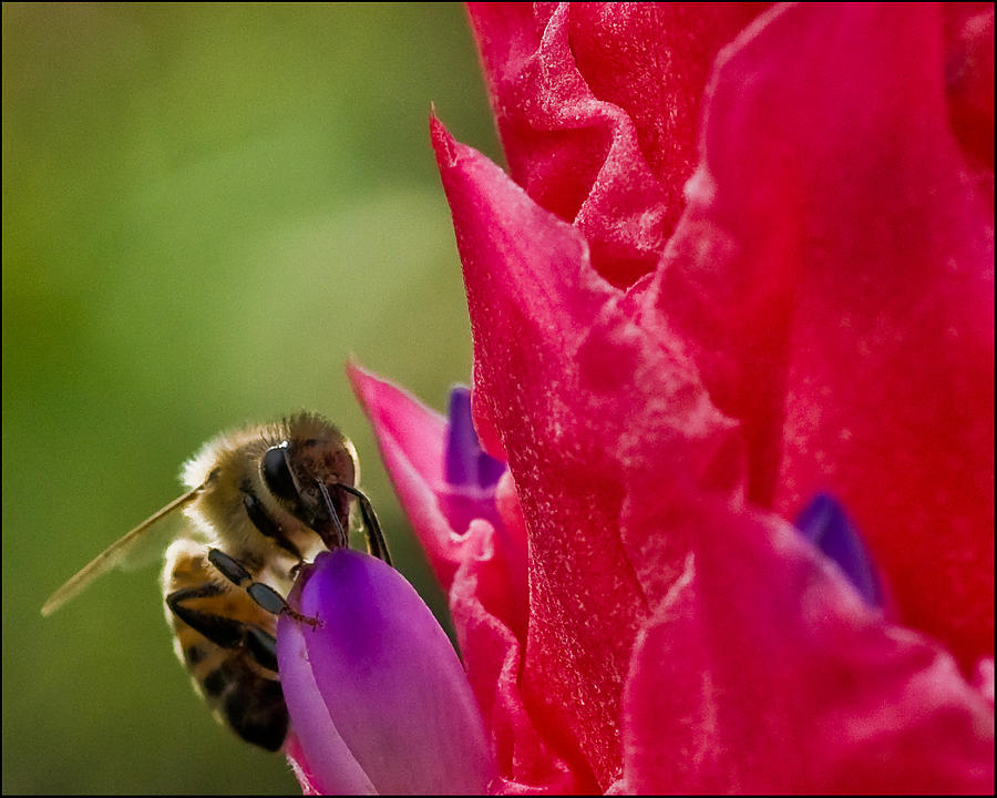 Bee on Red Bromeliad Flower Photograph by Ginger Wakem