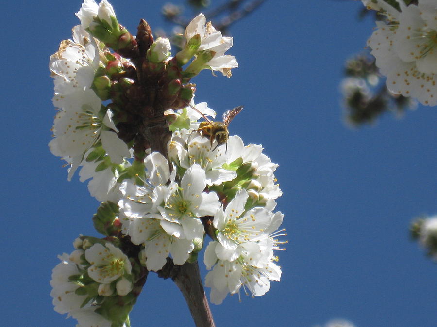 Bee on Cherry Blossoms Photograph by Ron Monsour