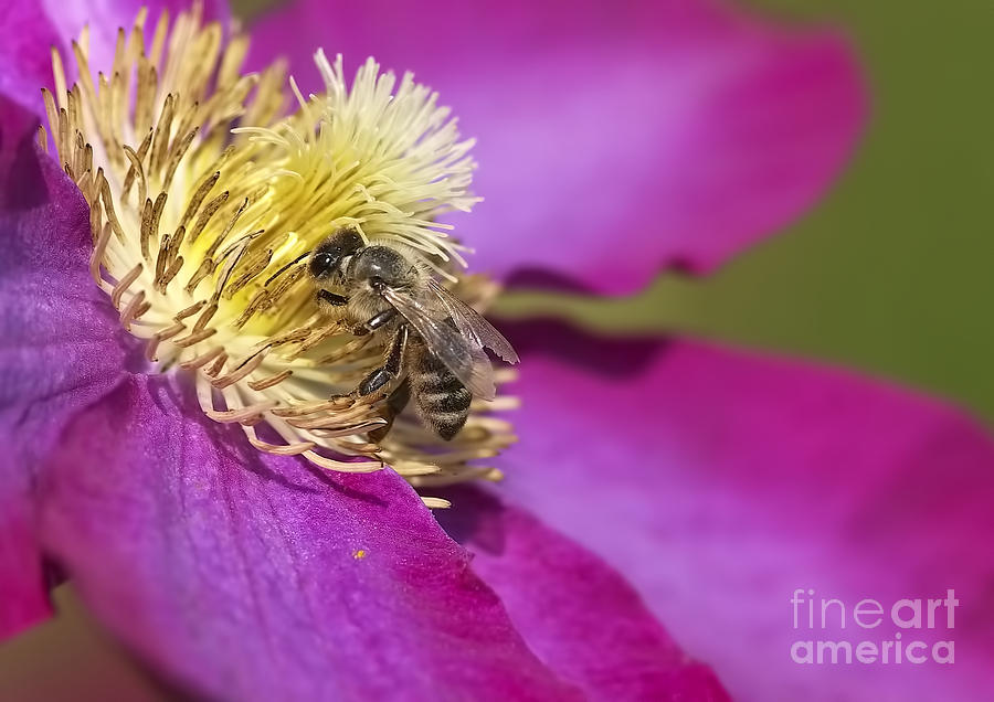 Insects Photograph - Bee on Clematis by Sharon Talson