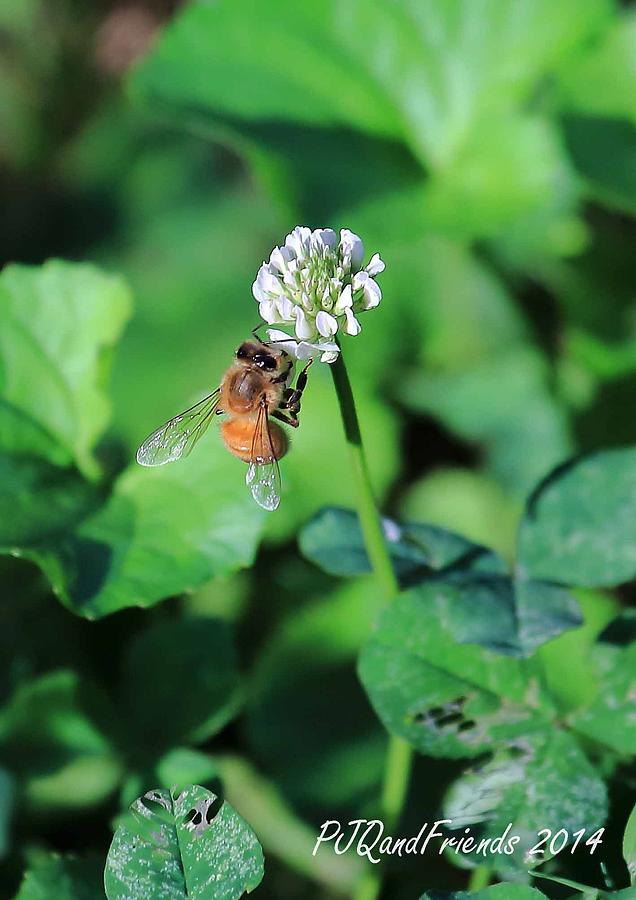 Bee on Clover Photograph by PJQandFriends Photography