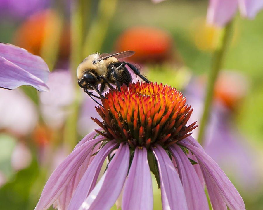 Bee on Coneflower Photograph by Betty Eich