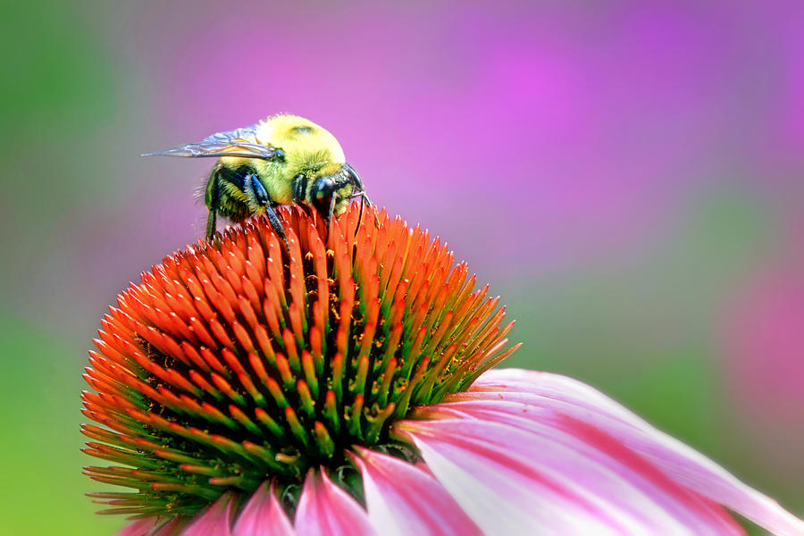 Bee on Coneflower Photograph by Carolyn Derstine