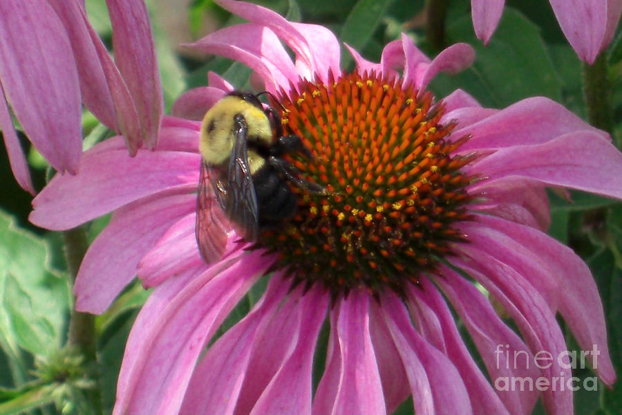 Bee on Coneflower Photograph by Deborah Smolinske