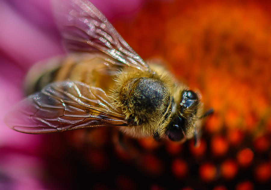 Bee on Coneflower Photograph by Robert Mitchell