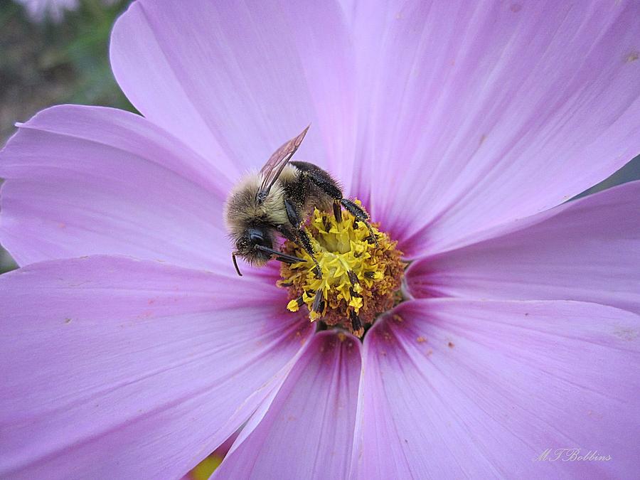 Bee on Cosmos Photograph by MTBobbins Photography