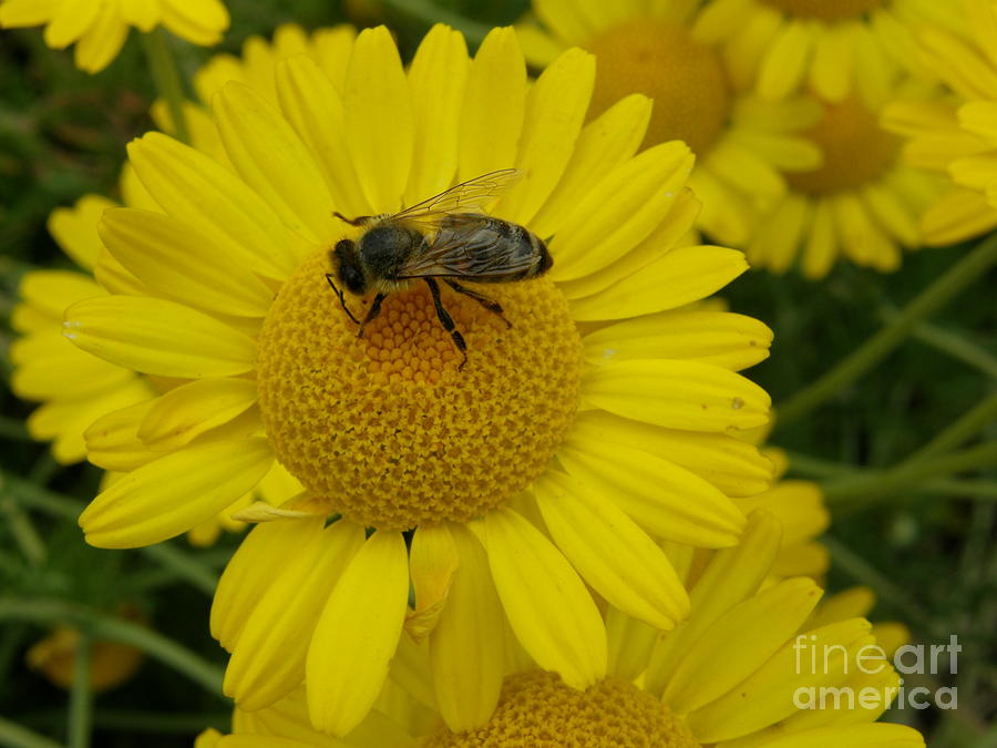 Bee on Daisy Photograph by Bev Conover
